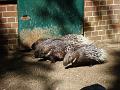 Zoo Cottbus 125
